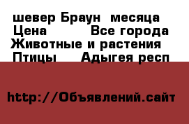 шевер Браун 2месяца › Цена ­ 200 - Все города Животные и растения » Птицы   . Адыгея респ.